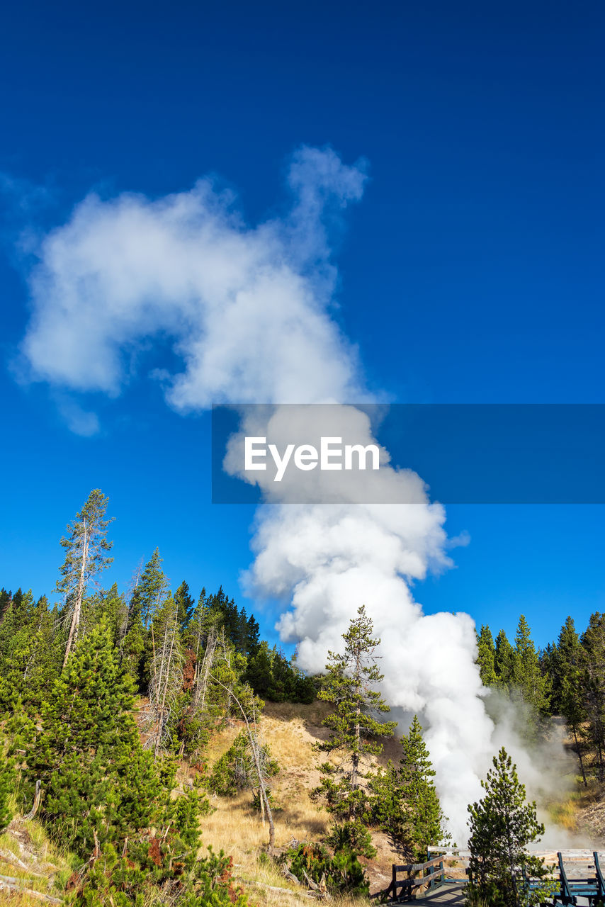 Trees in forest against blue sky