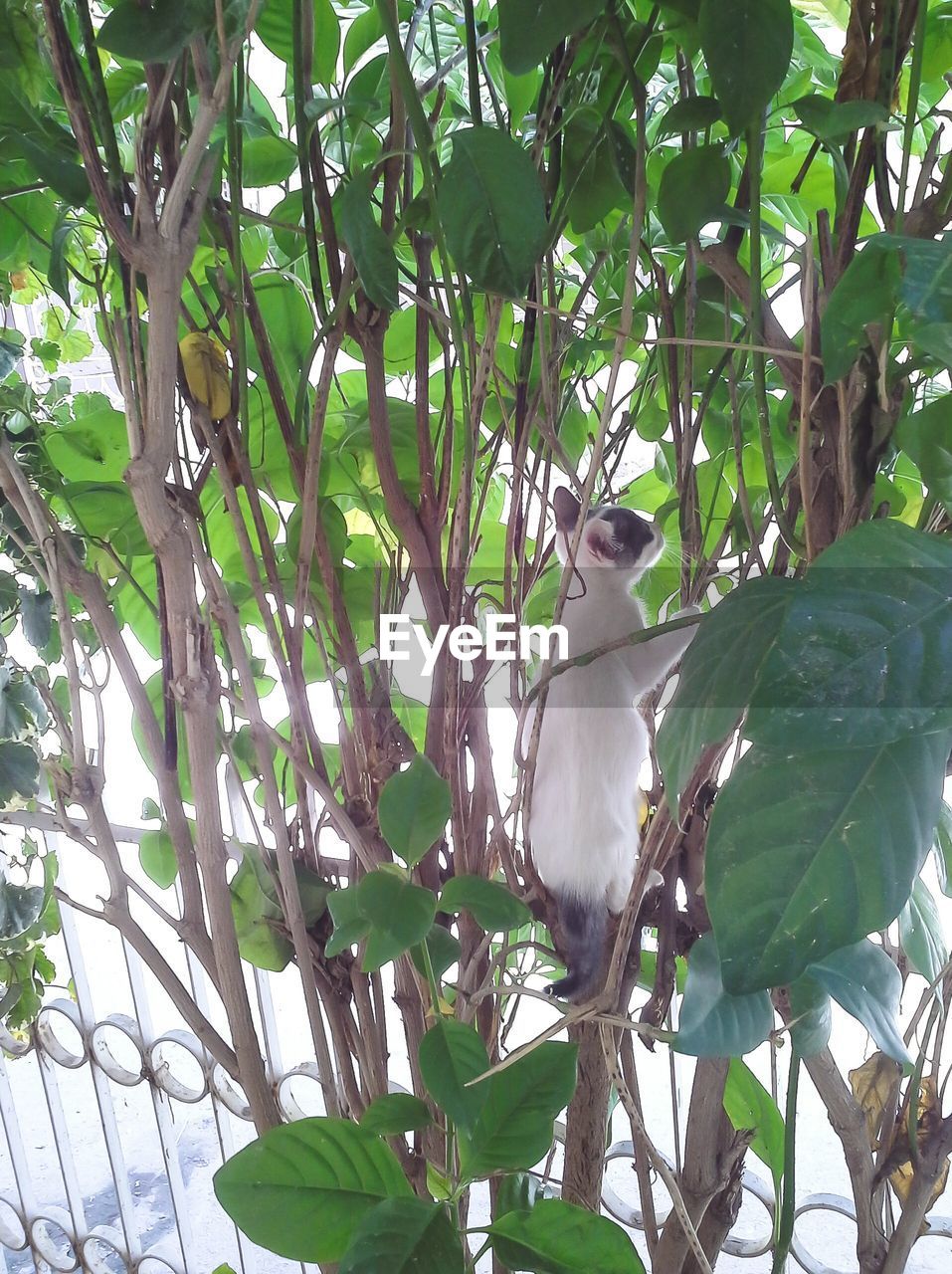 Cat climbing on tree