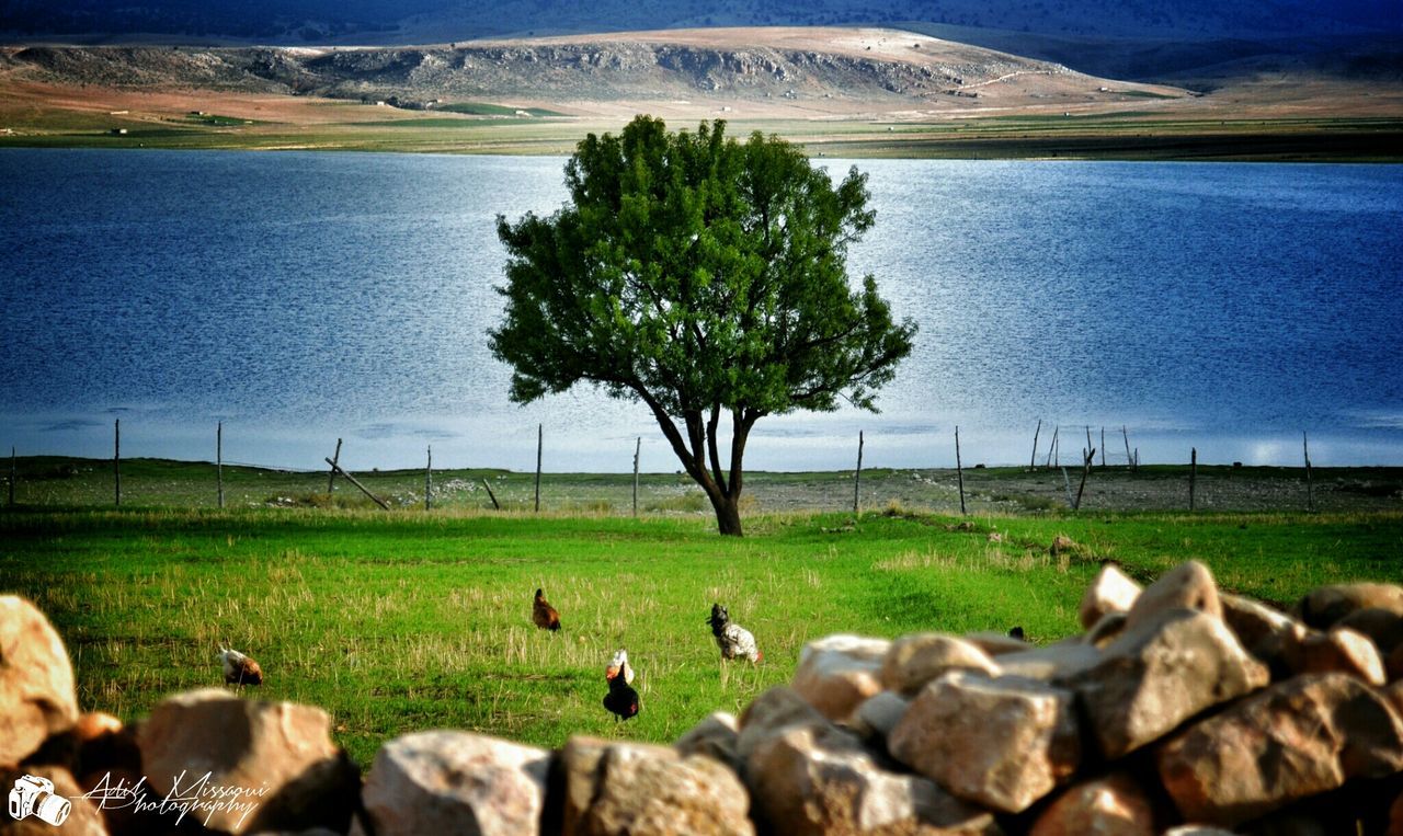 FLOCK OF SHEEP ON FIELD BY TREE AGAINST SKY