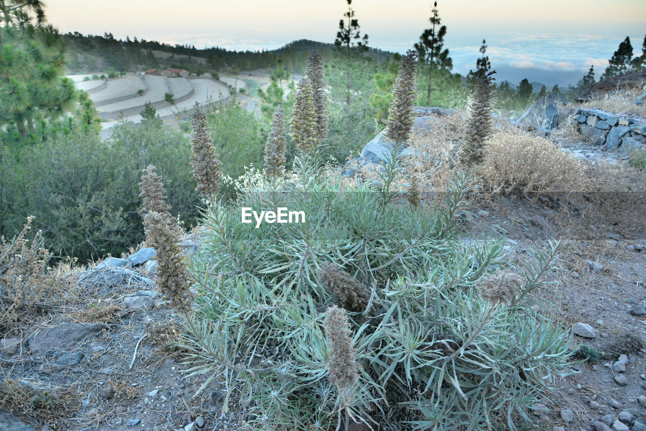 PLANTS GROWING ON FIELD BY MOUNTAIN AGAINST SKY