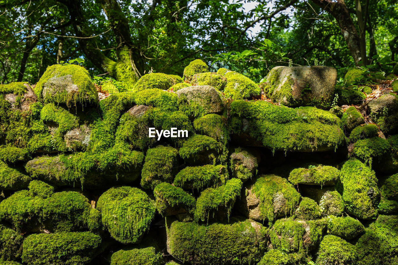 Moss covered rocks in garden