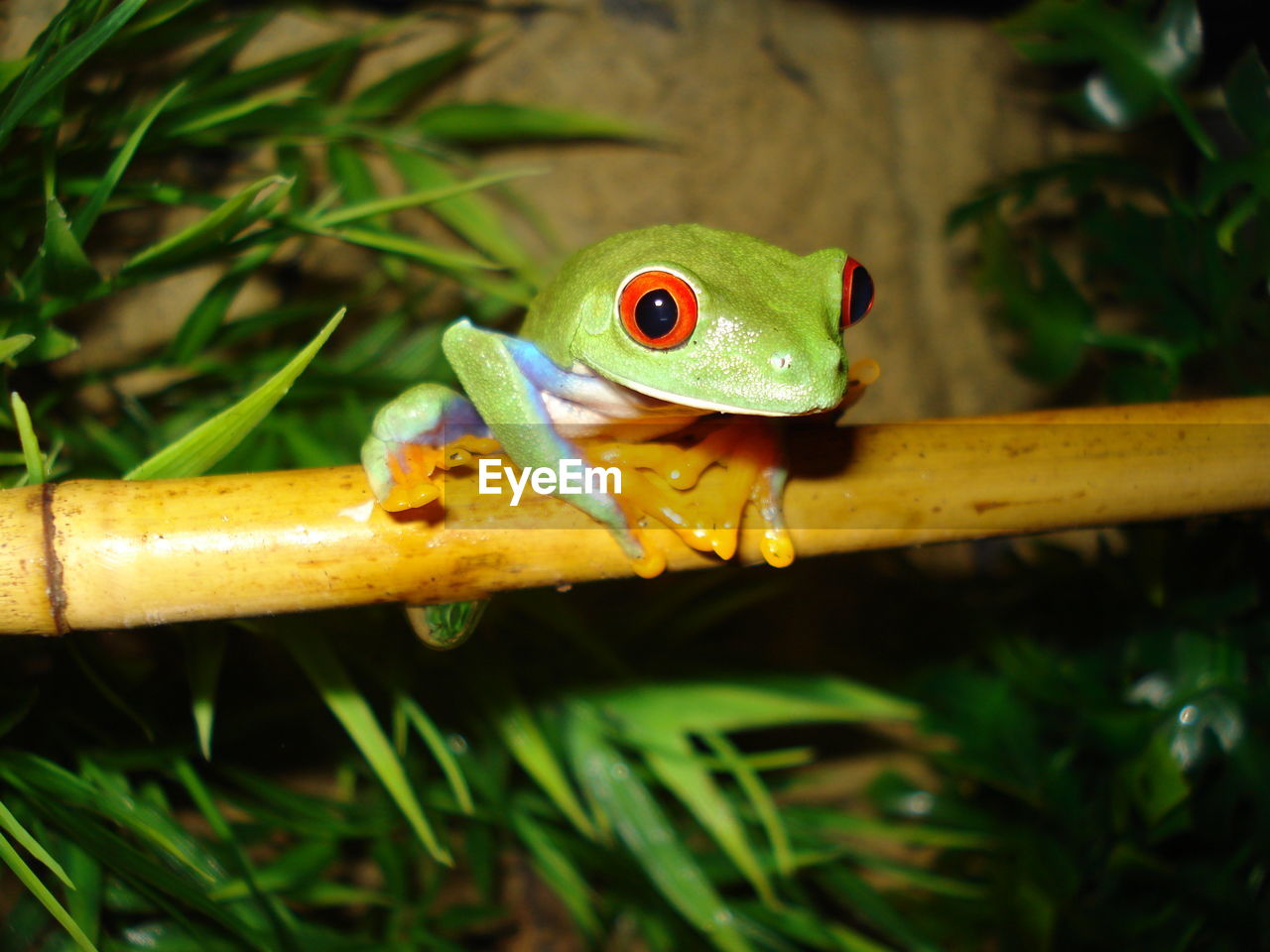 CLOSE-UP OF A LIZARD