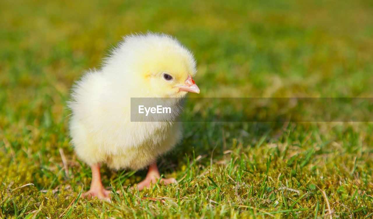 Close-up of baby chicken on grassy field