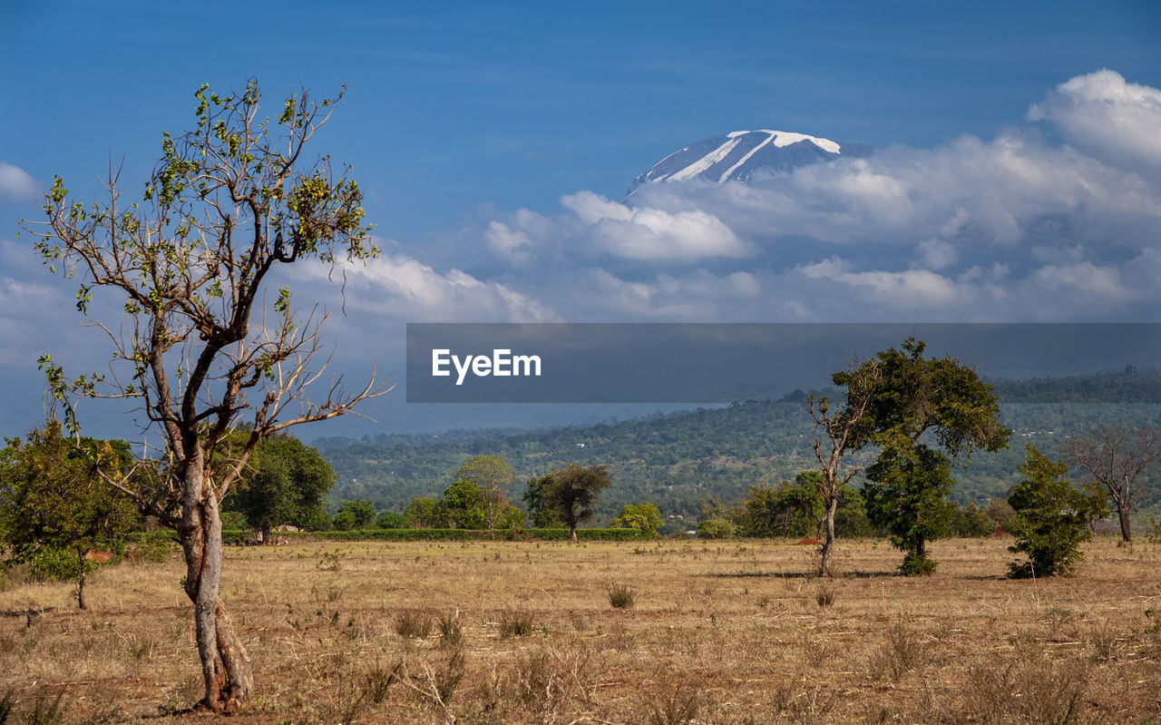 Trees on field against sky