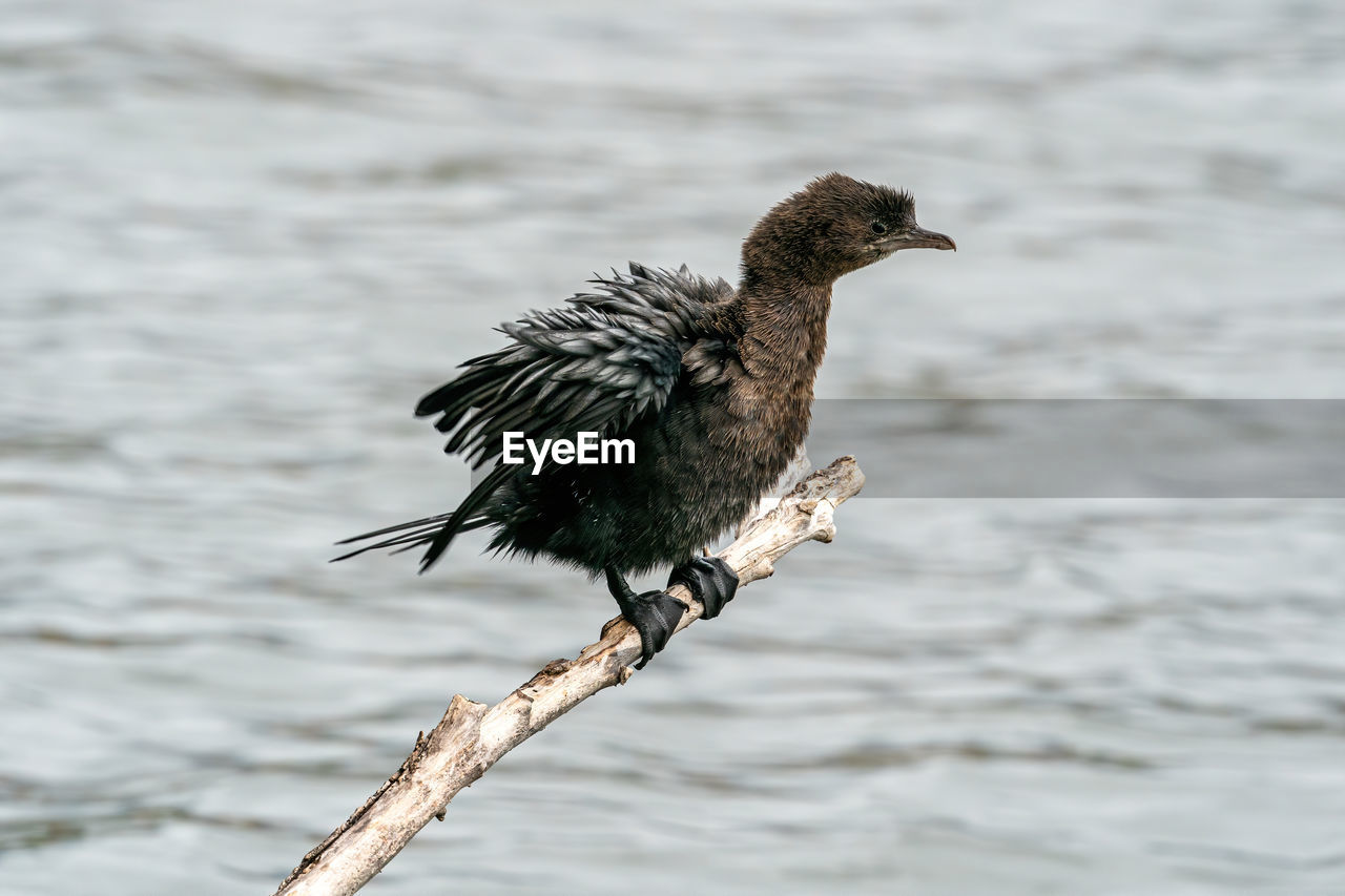 CLOSE-UP OF A BIRD PERCHING ON A SEA