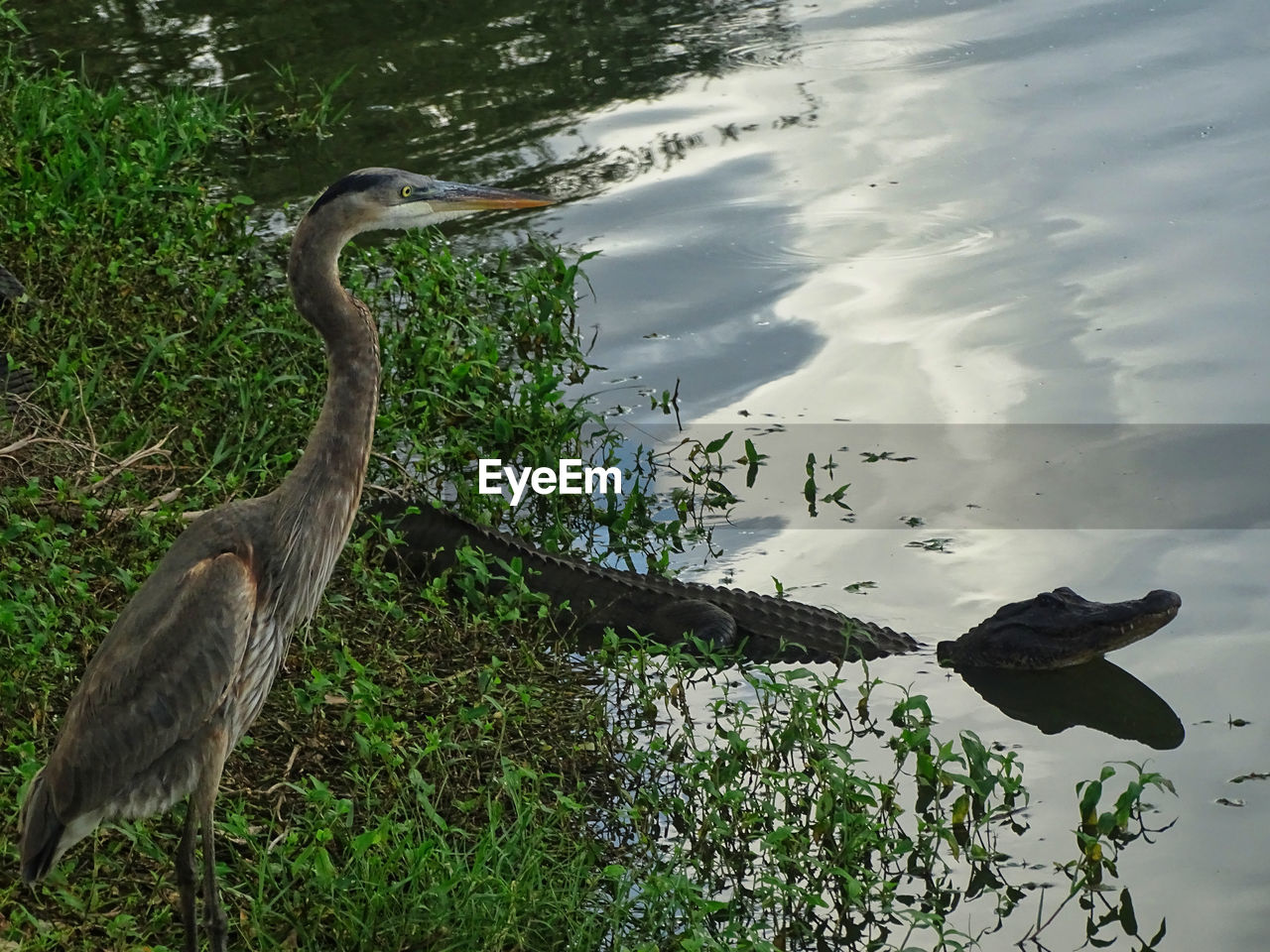 HIGH ANGLE VIEW OF HERON ON LAKE