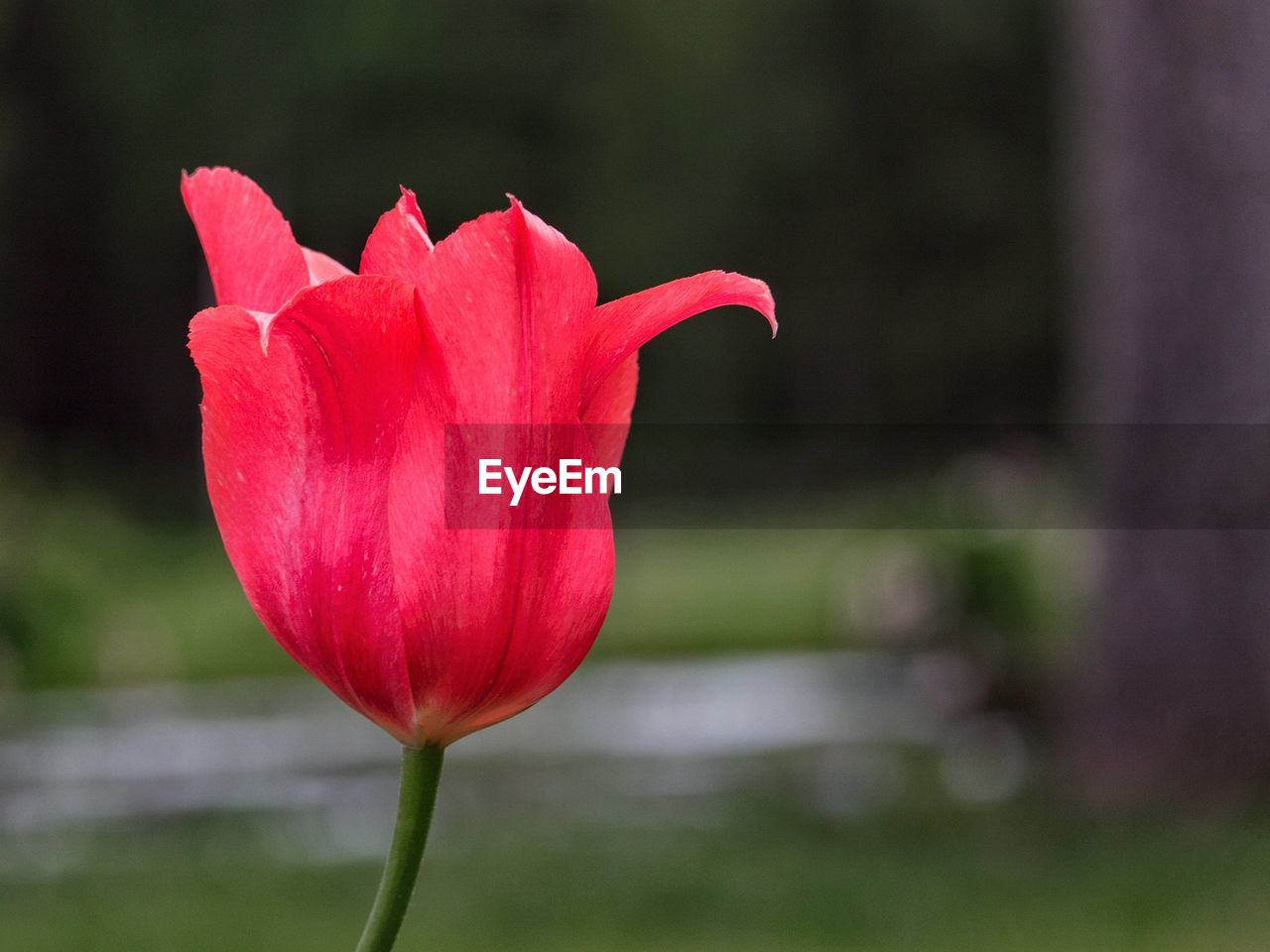 flower, flowering plant, plant, freshness, beauty in nature, petal, close-up, inflorescence, plant stem, fragility, flower head, nature, pink, focus on foreground, red, macro photography, no people, tulip, growth, outdoors, springtime, blossom, rose, water, day, botany