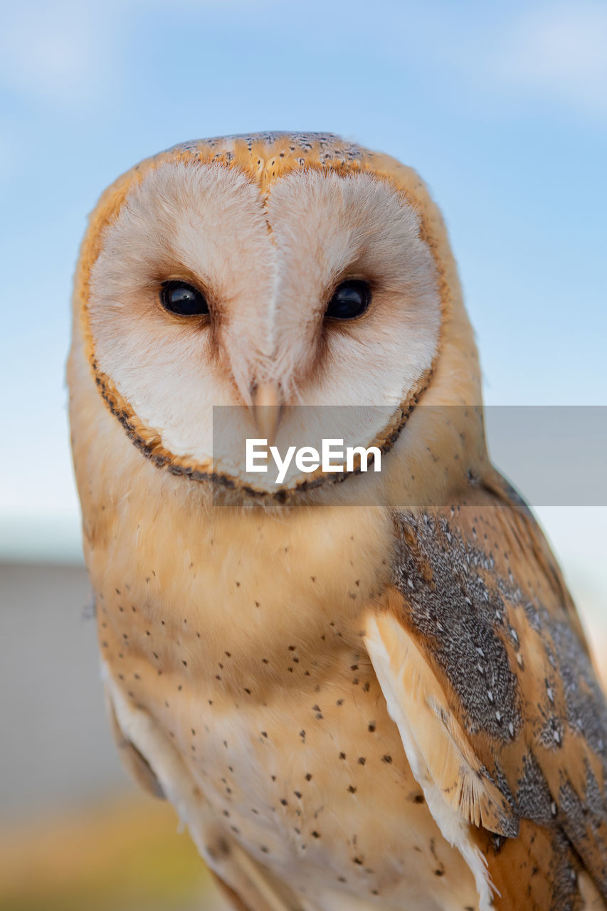 CLOSE-UP PORTRAIT OF AN ANIMAL