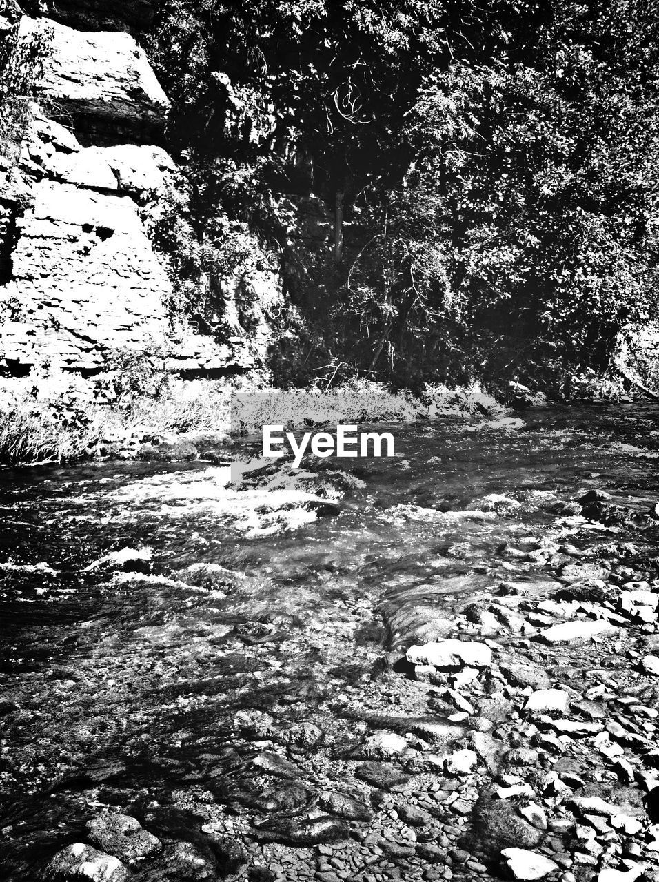 Stream flowing by trees at forest