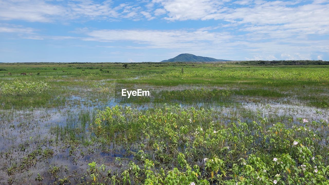 natural environment, grassland, prairie, wetland, landscape, steppe, plant, environment, plain, meadow, sky, tundra, land, pasture, marsh, beauty in nature, nature, scenics - nature, wilderness, grass, field, bog, no people, cloud, wildflower, green, plateau, flower, non-urban scene, tranquility, tranquil scene, rural area, water, flowering plant, day, outdoors, horizon, growth, mountain, rural scene, travel destinations, vegetation, horizon over land, blue, travel, remote