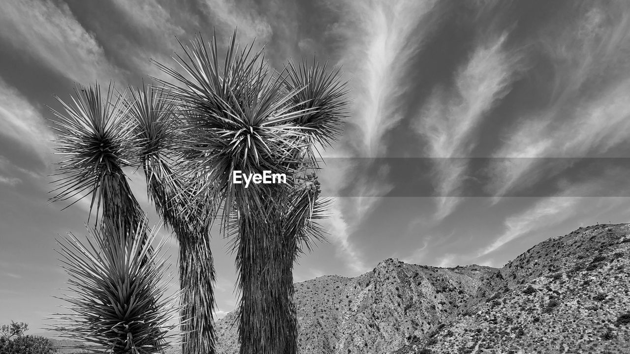 sky, tree, plant, nature, cloud, black and white, beauty in nature, environment, monochrome photography, monochrome, scenics - nature, no people, palm tree, mountain, land, landscape, low angle view, tropical climate, outdoors, tranquility, travel destinations, coniferous tree, pinaceae, desert, dramatic sky, growth, travel, winter, non-urban scene