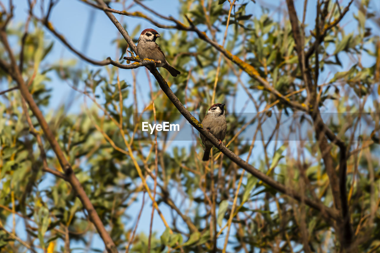 animal wildlife, animal, animal themes, wildlife, tree, plant, branch, one animal, bird, flower, perching, nature, low angle view, no people, yellow, leaf, day, autumn, outdoors, focus on foreground, sky, beauty in nature, growth