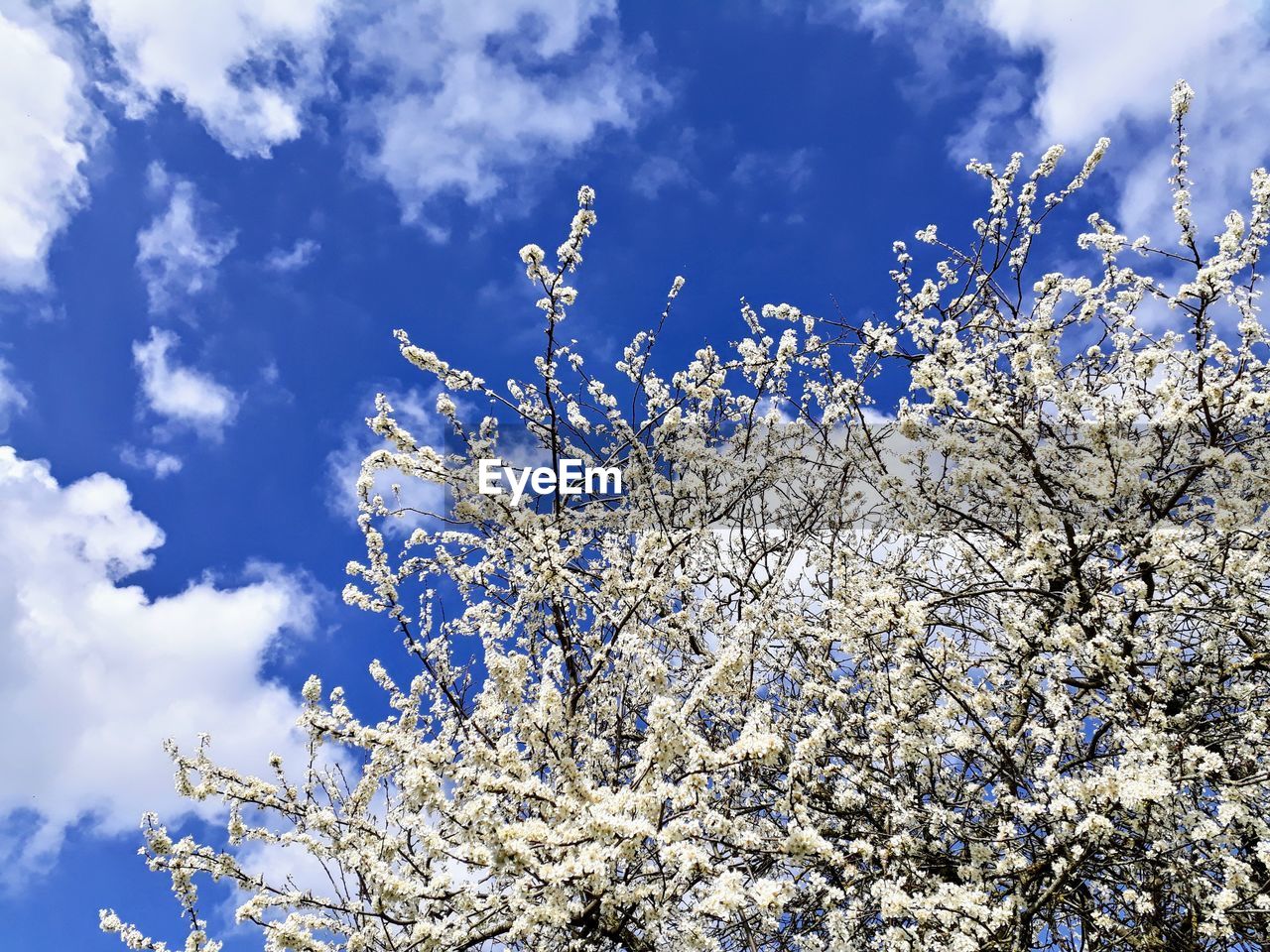 LOW ANGLE VIEW OF BLOOMING TREE