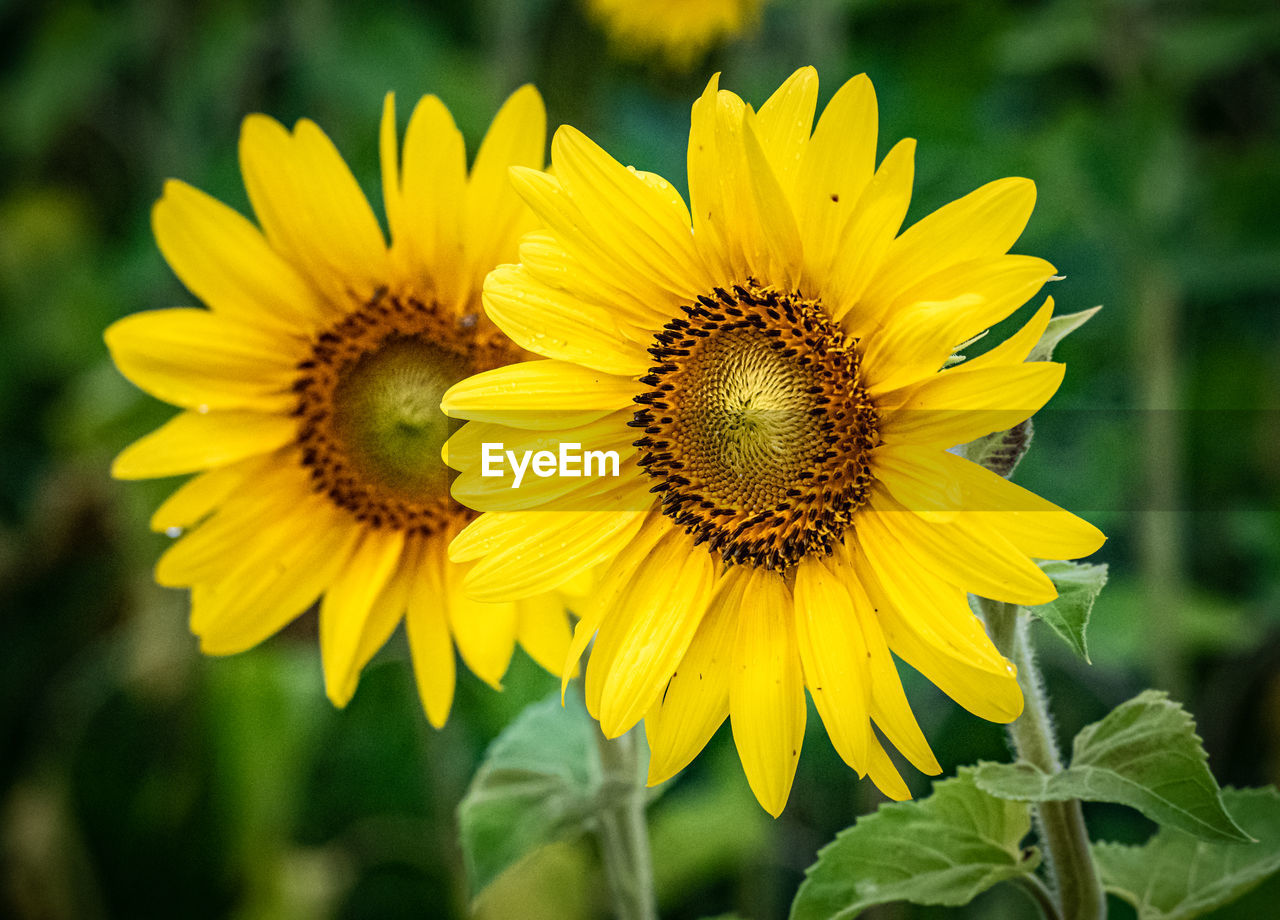 CLOSE-UP OF SUNFLOWER ON YELLOW FLOWER