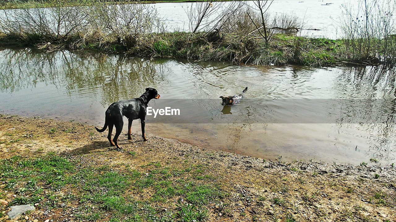 Dog swimming in lake