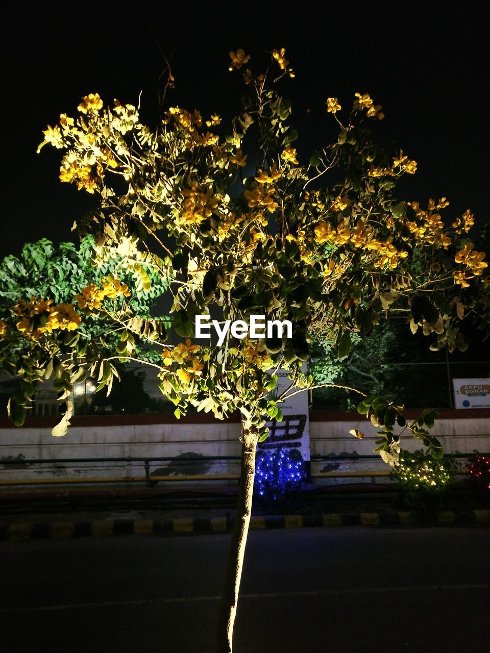 CLOSE-UP OF ILLUMINATED TREE