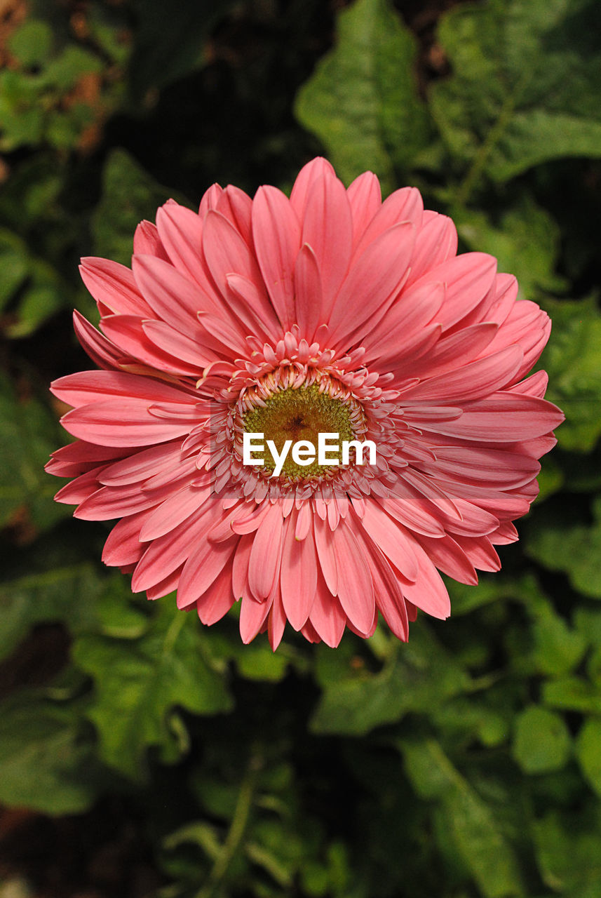 CLOSE-UP OF PINK ZINNIA BLOOMING OUTDOORS