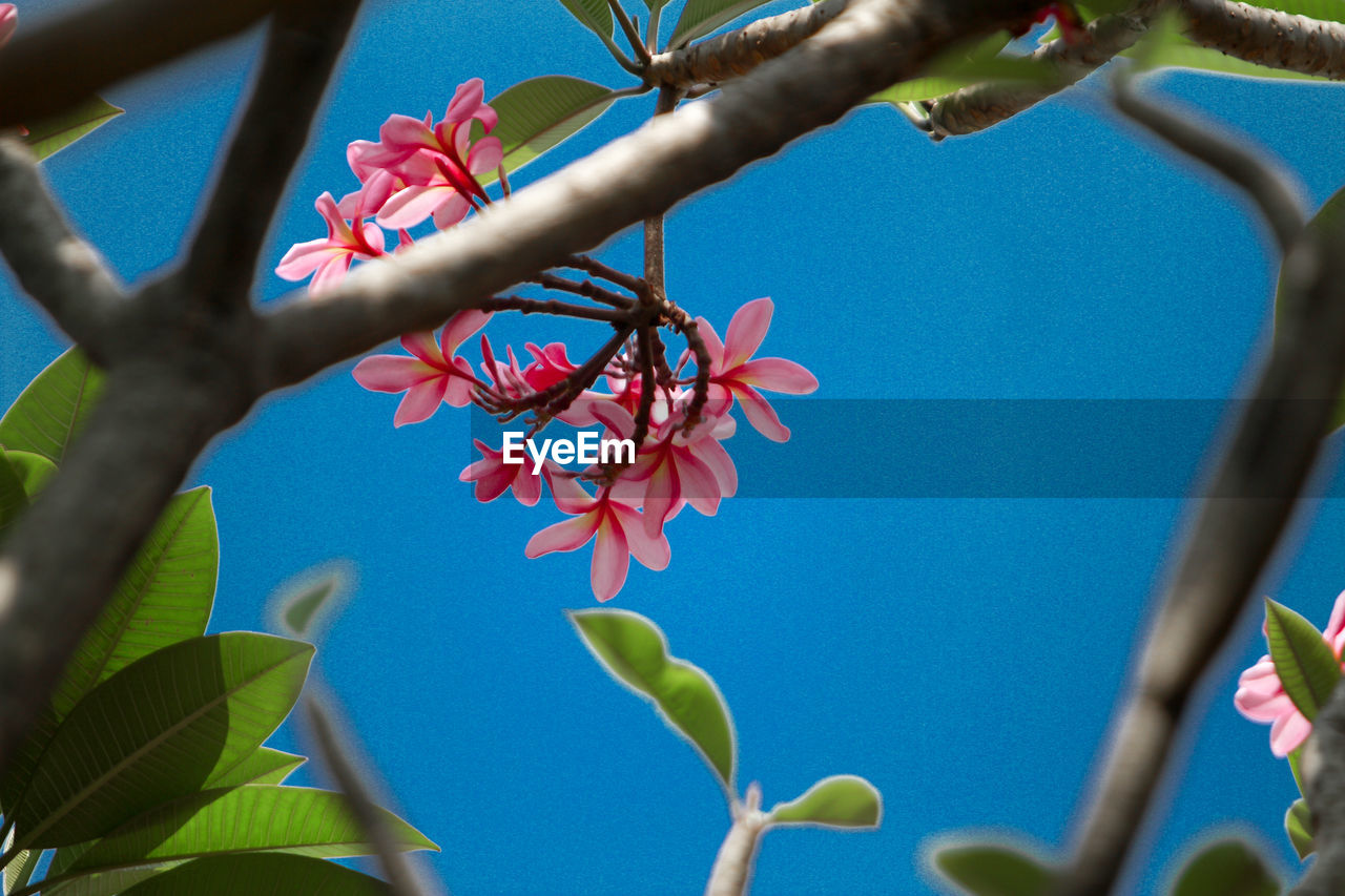 LOW ANGLE VIEW OF FLOWERING PLANT AGAINST CLEAR BLUE SKY