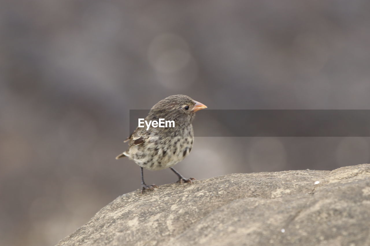 Darwin finches of galapagos