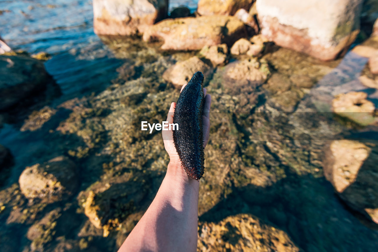 Cropped hand holding sea cucumber