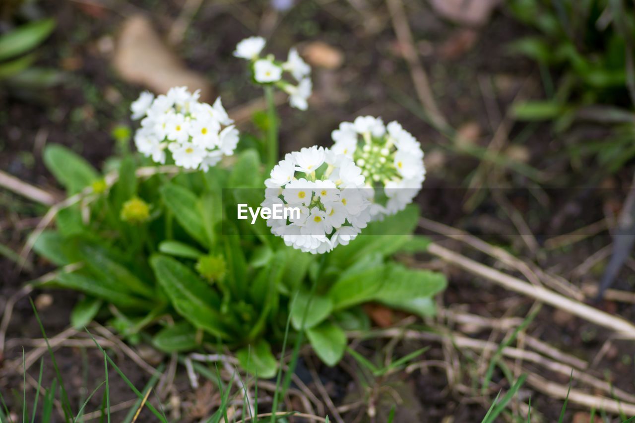 CLOSE-UP OF WHITE FLOWERS