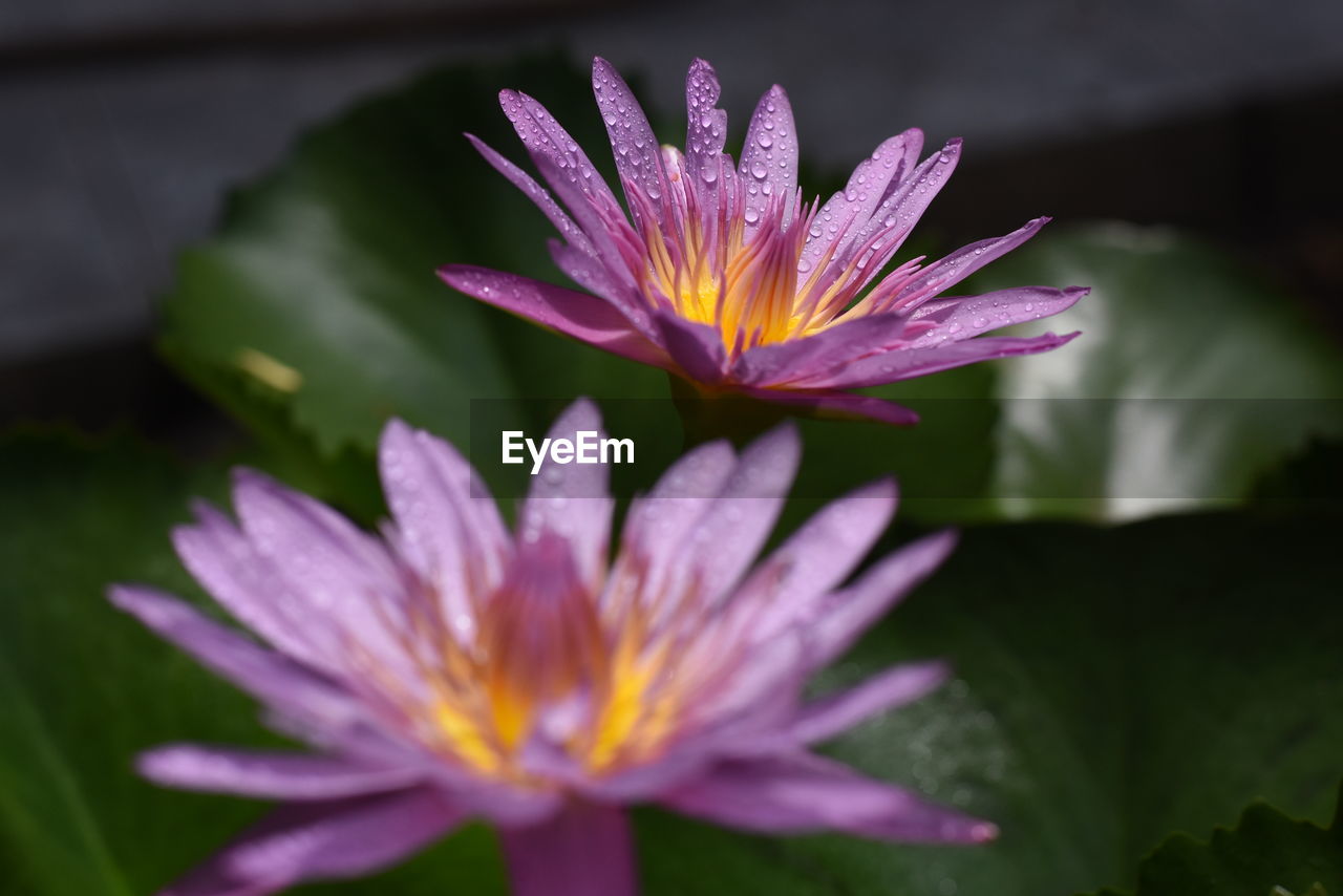 CLOSE-UP OF PURPLE WATER LILY IN BLOOM
