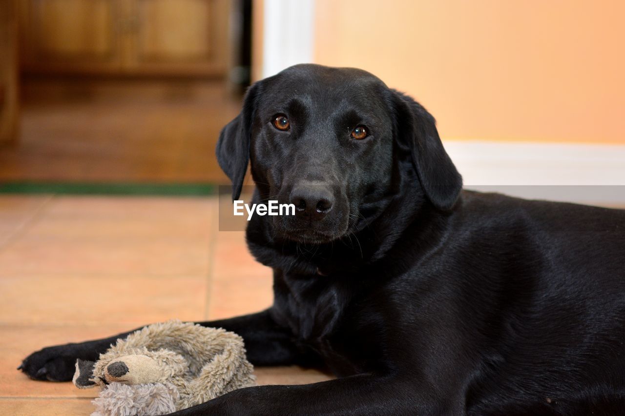 Portrait of black labrador sitting on floor at home