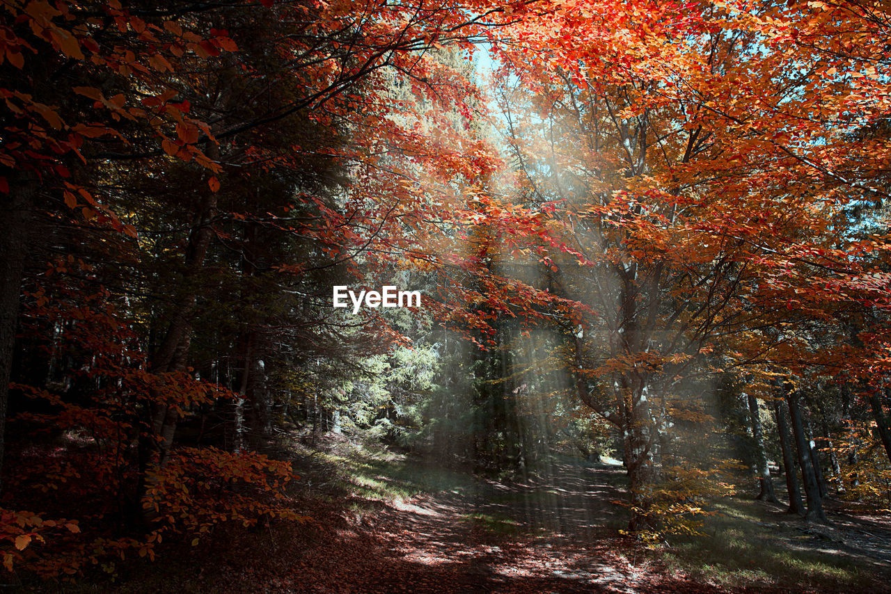 TREES IN AUTUMN FOREST