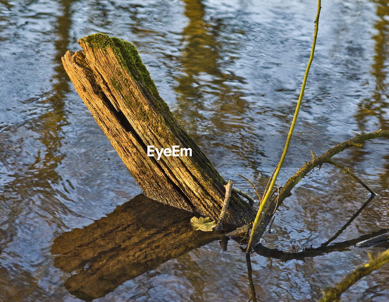 HIGH ANGLE VIEW OF TREE BY LAKE