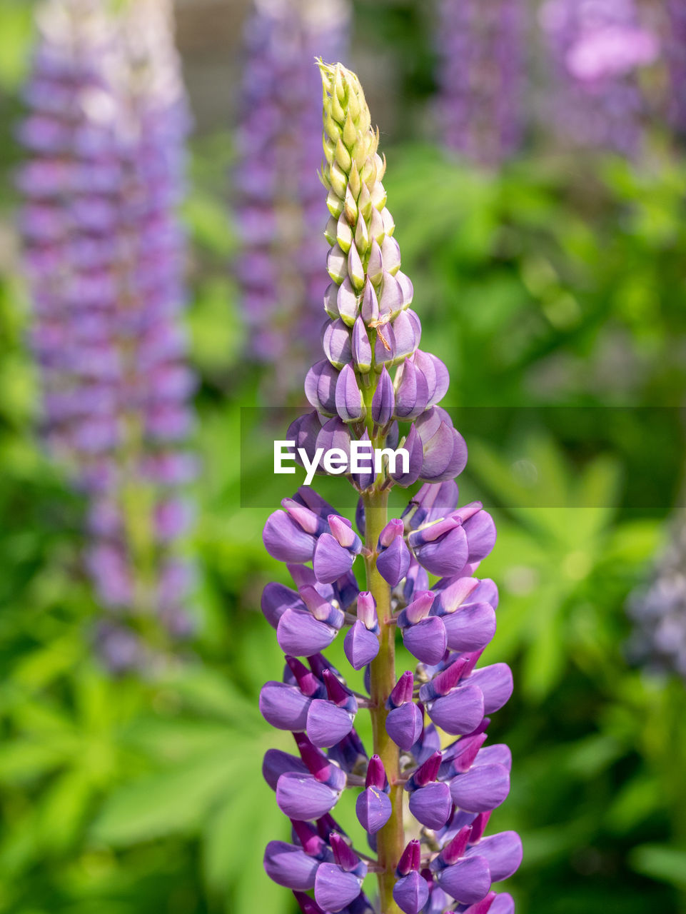 Close-up of purple flowering plant