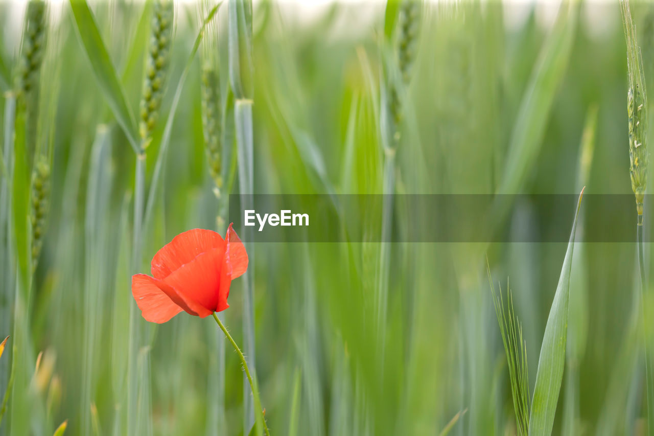 CLOSE-UP OF RED FLOWERING PLANTS ON FIELD