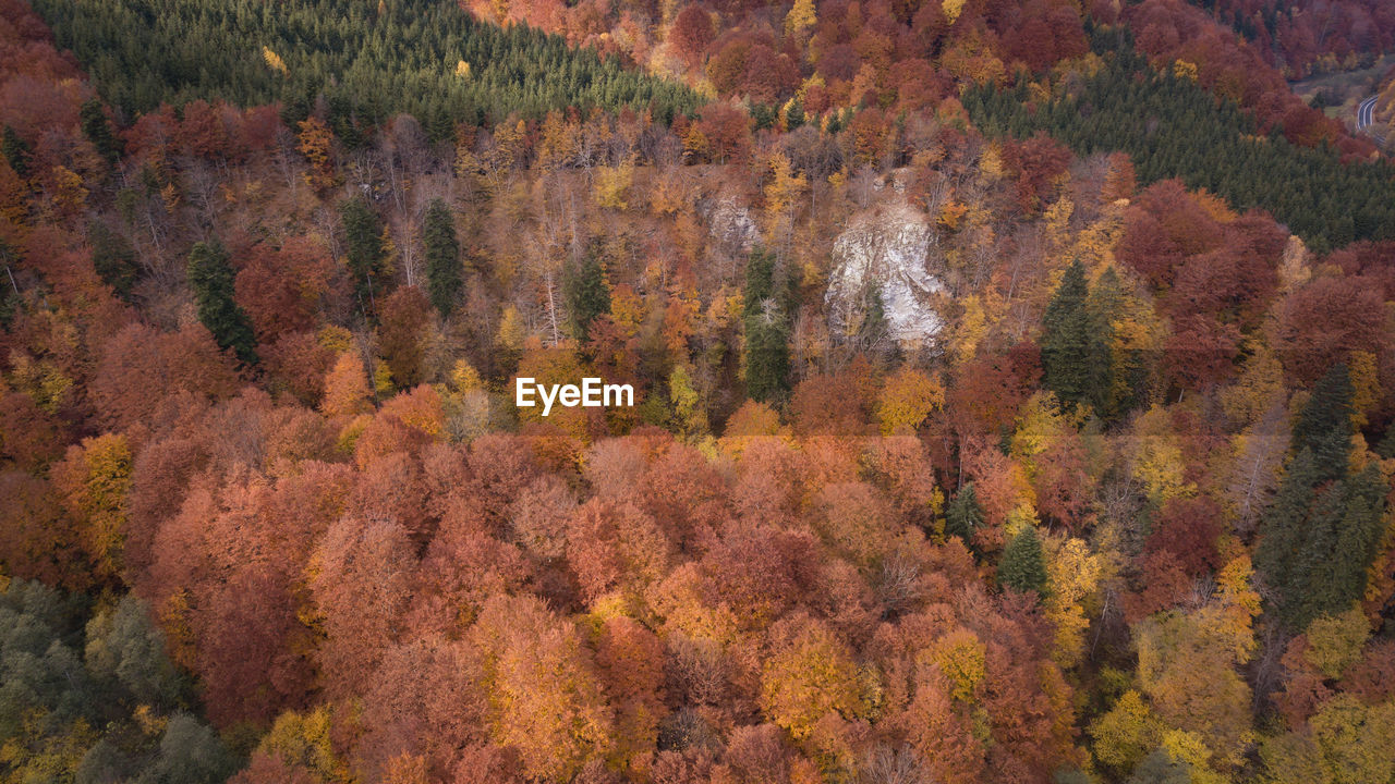 High angle view of trees in forest during autumn