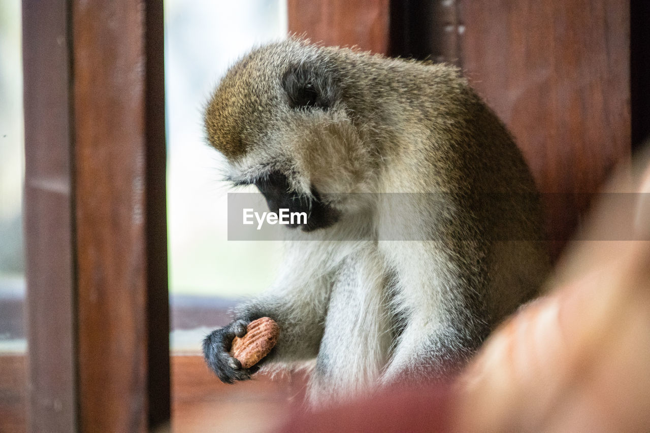 Close-up of a monkey with a cookie 