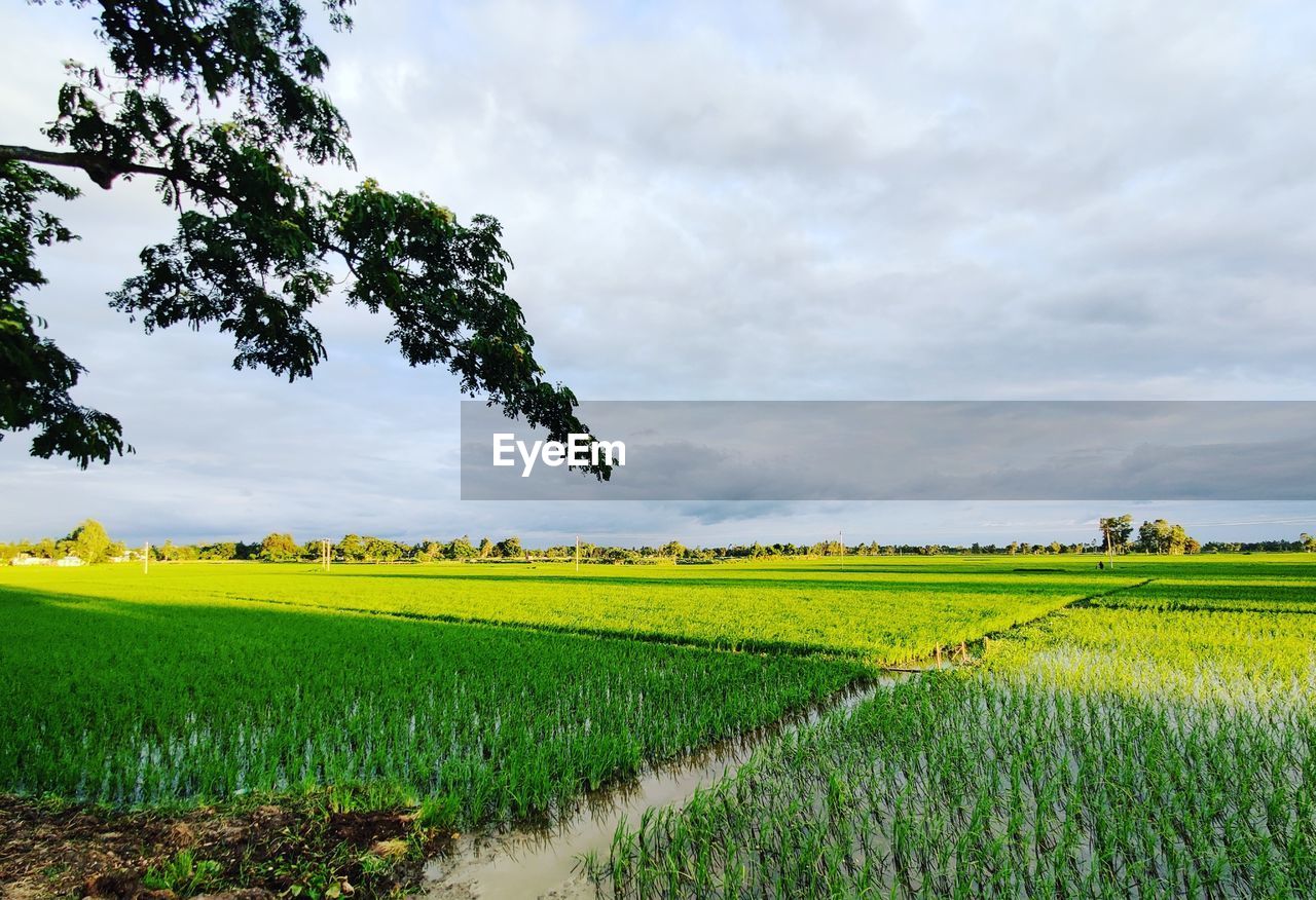 AGRICULTURAL FIELD AGAINST SKY