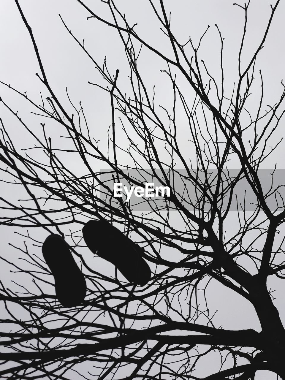 LOW ANGLE VIEW OF SILHOUETTE BIRD PERCHING ON BARE TREE