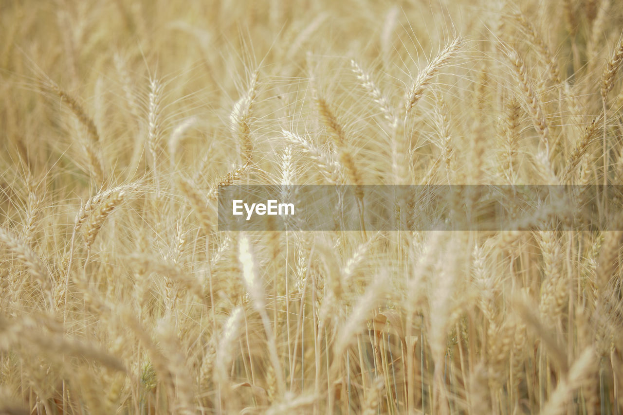 Yellow wheat barley rice growing in paddy field in farmland