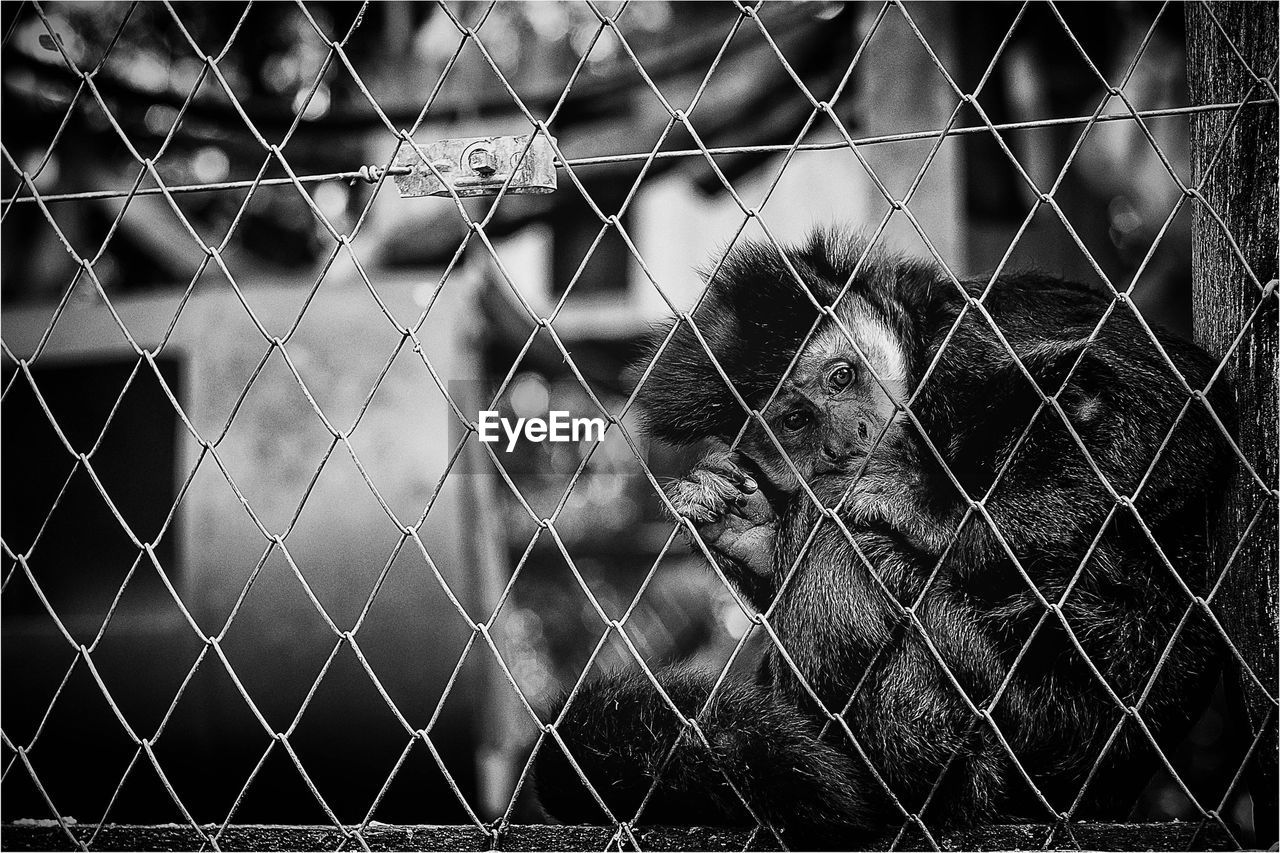 Close-up of chimpanzee in zoo