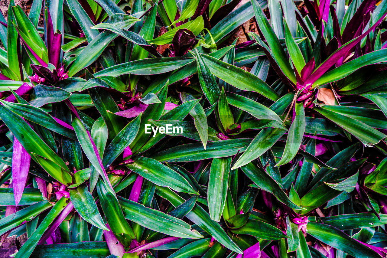 HIGH ANGLE VIEW OF PLANT GROWING ON LAND