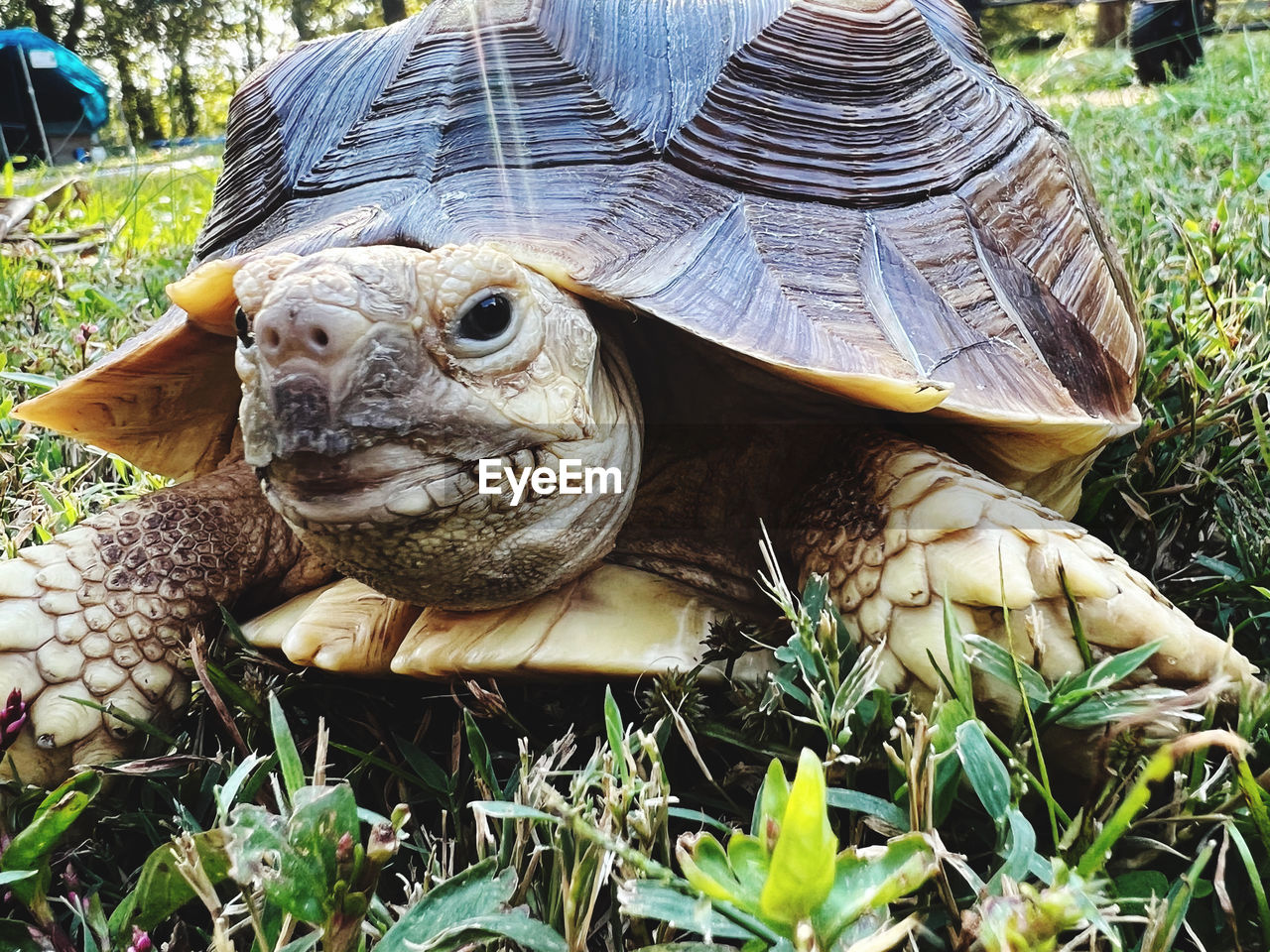 tortoise, turtle, animal, animal themes, reptile, shell, one animal, animal wildlife, plant, animal shell, nature, grass, wildlife, day, tortoise shell, land, field, no people, close-up, outdoors