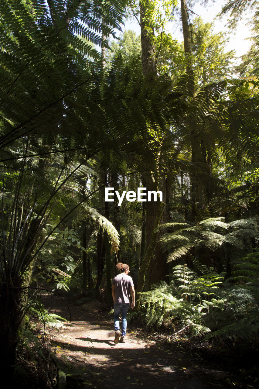 REAR VIEW OF MAN AND WOMAN WALKING ON TREE IN FOREST