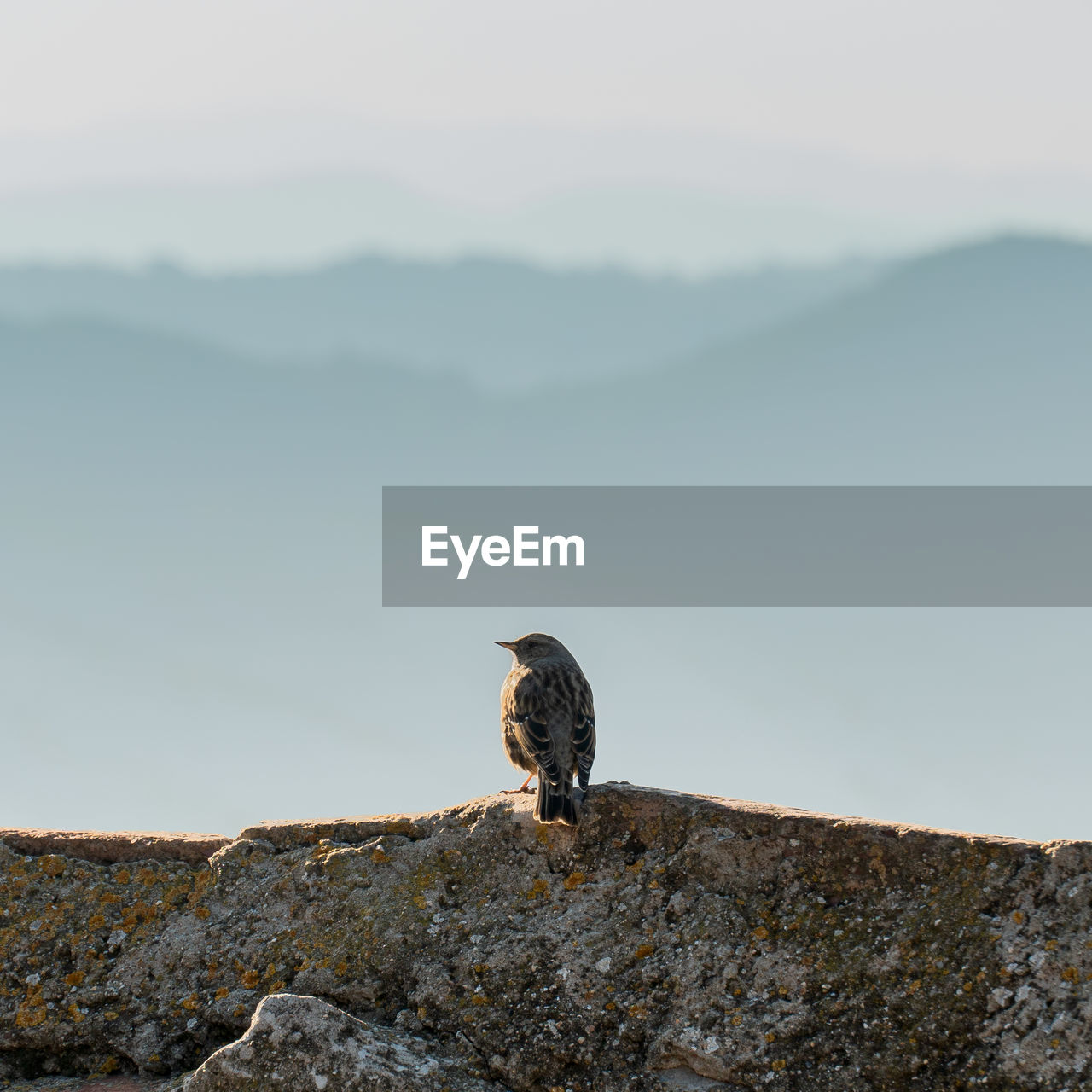 BIRD PERCHING ON ROCK AGAINST MOUNTAIN