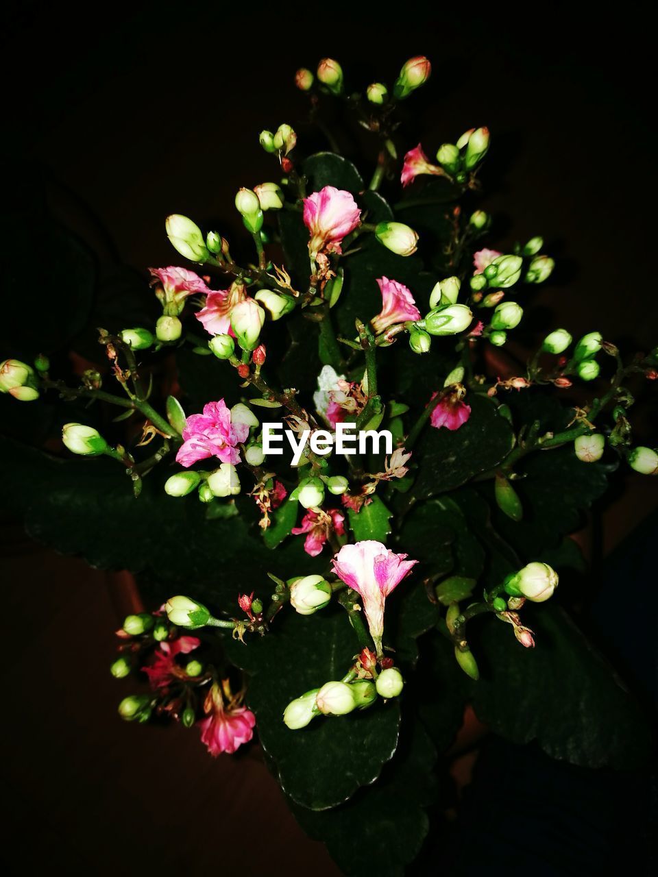CLOSE-UP OF BLOOMING PINK FLOWERS