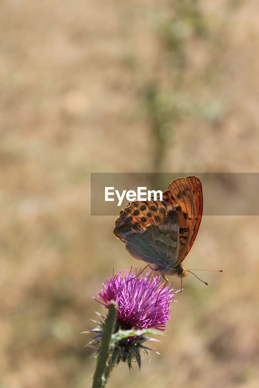 Close-up of butterfly pollinating on thistle flower