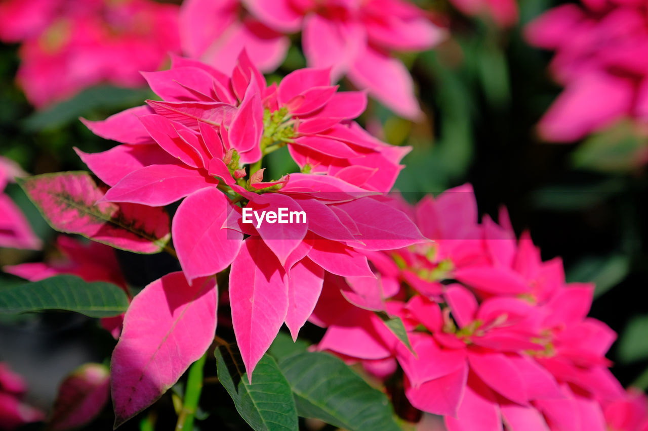 Close-up of pink flowering plant