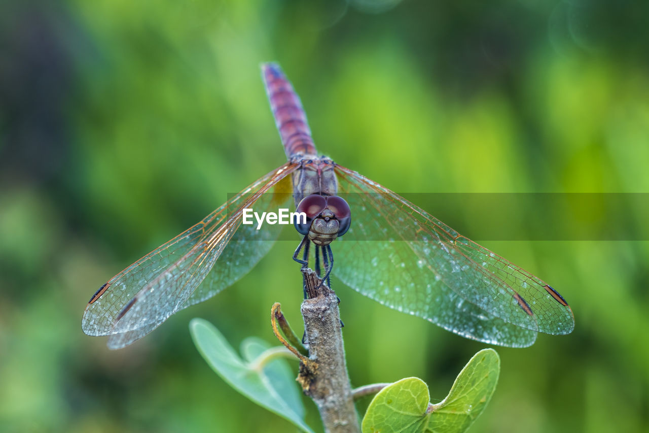 CLOSE UP OF DRAGONFLY ON PLANT