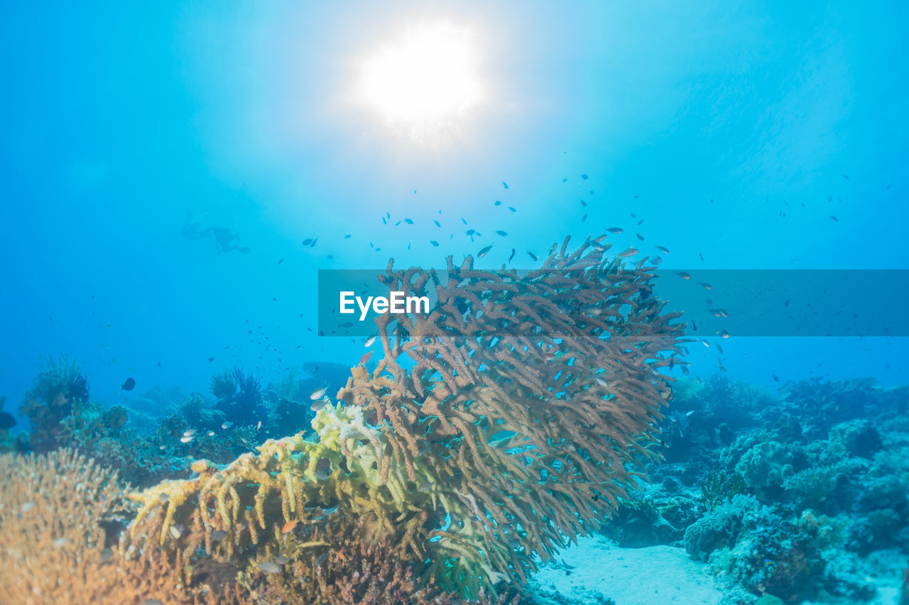 Coral reef and water plants at the tubbataha reefs, philippines