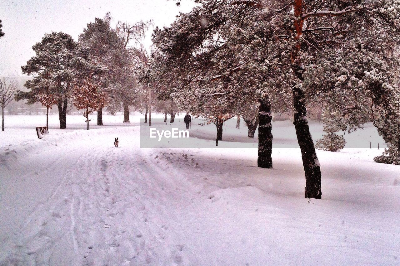 Trees on snow covered field