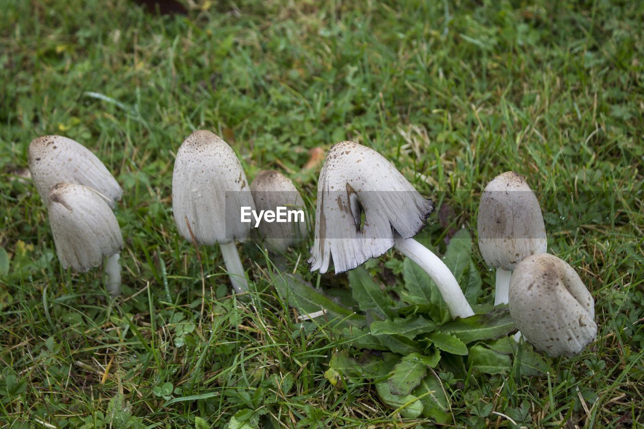 HIGH ANGLE VIEW OF MUSHROOMS GROWING IN FIELD