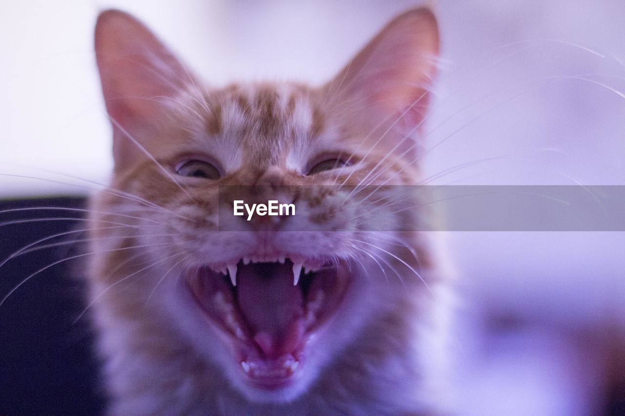 Close-up portrait of a cat