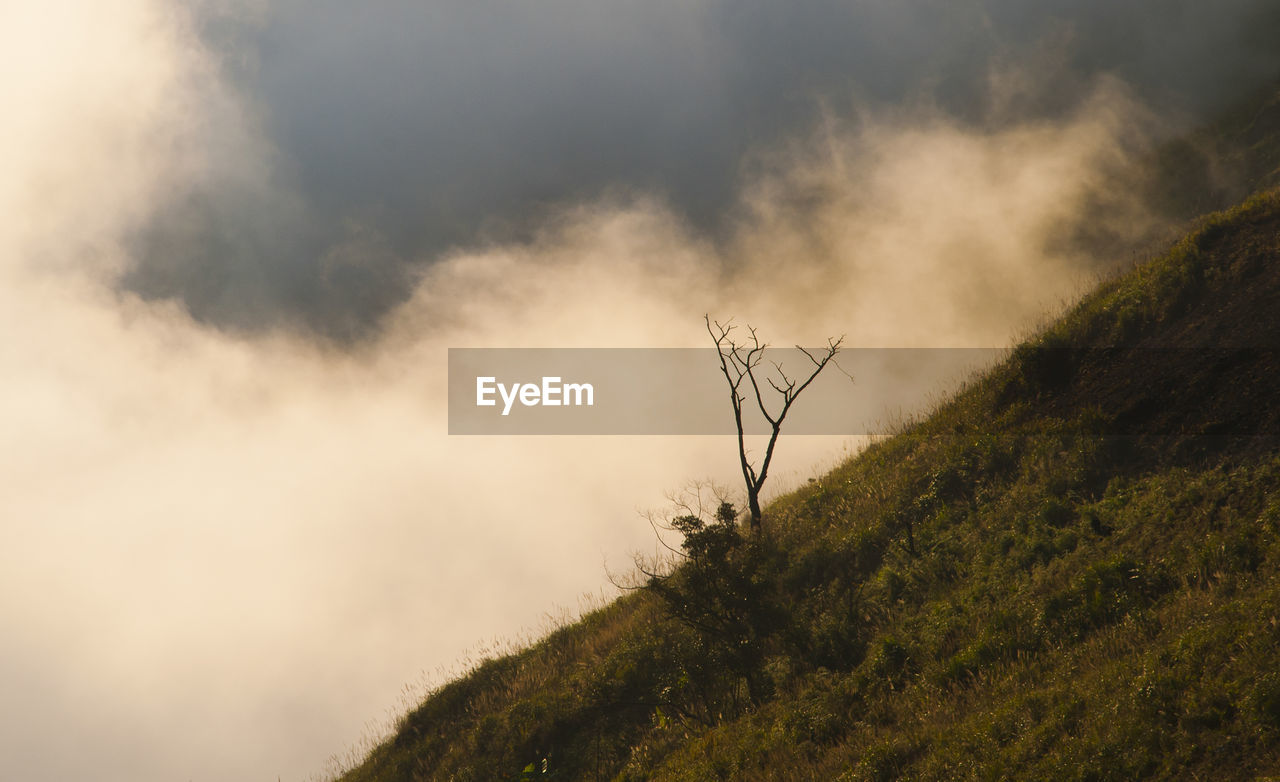 LOW ANGLE VIEW OF TREE AGAINST MOUNTAIN